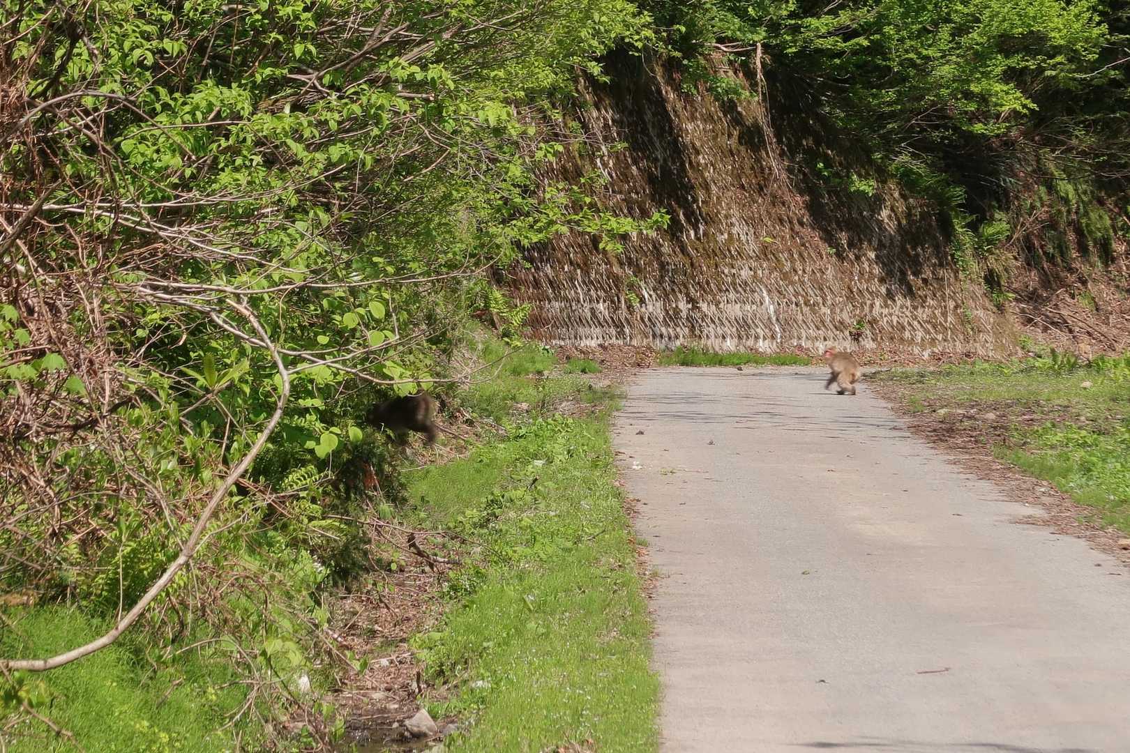 今日も猿軍団ケチラス🙈