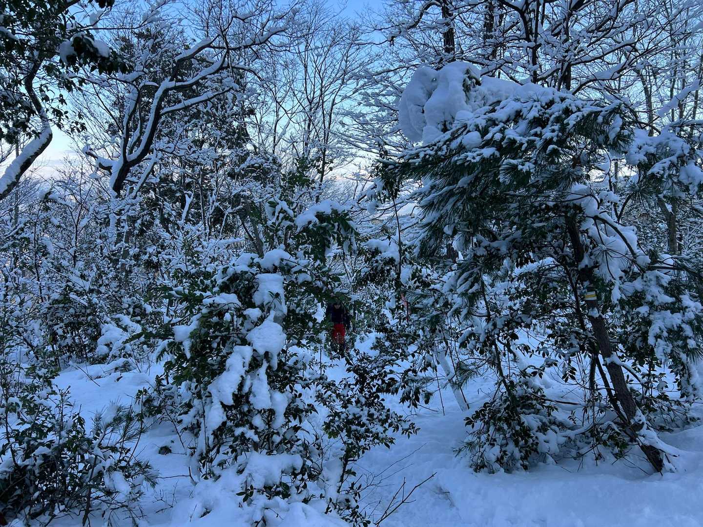 雪で撓った木々のトンネル