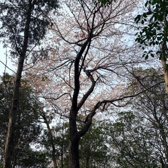 坪相（つばい）の大桜🌸