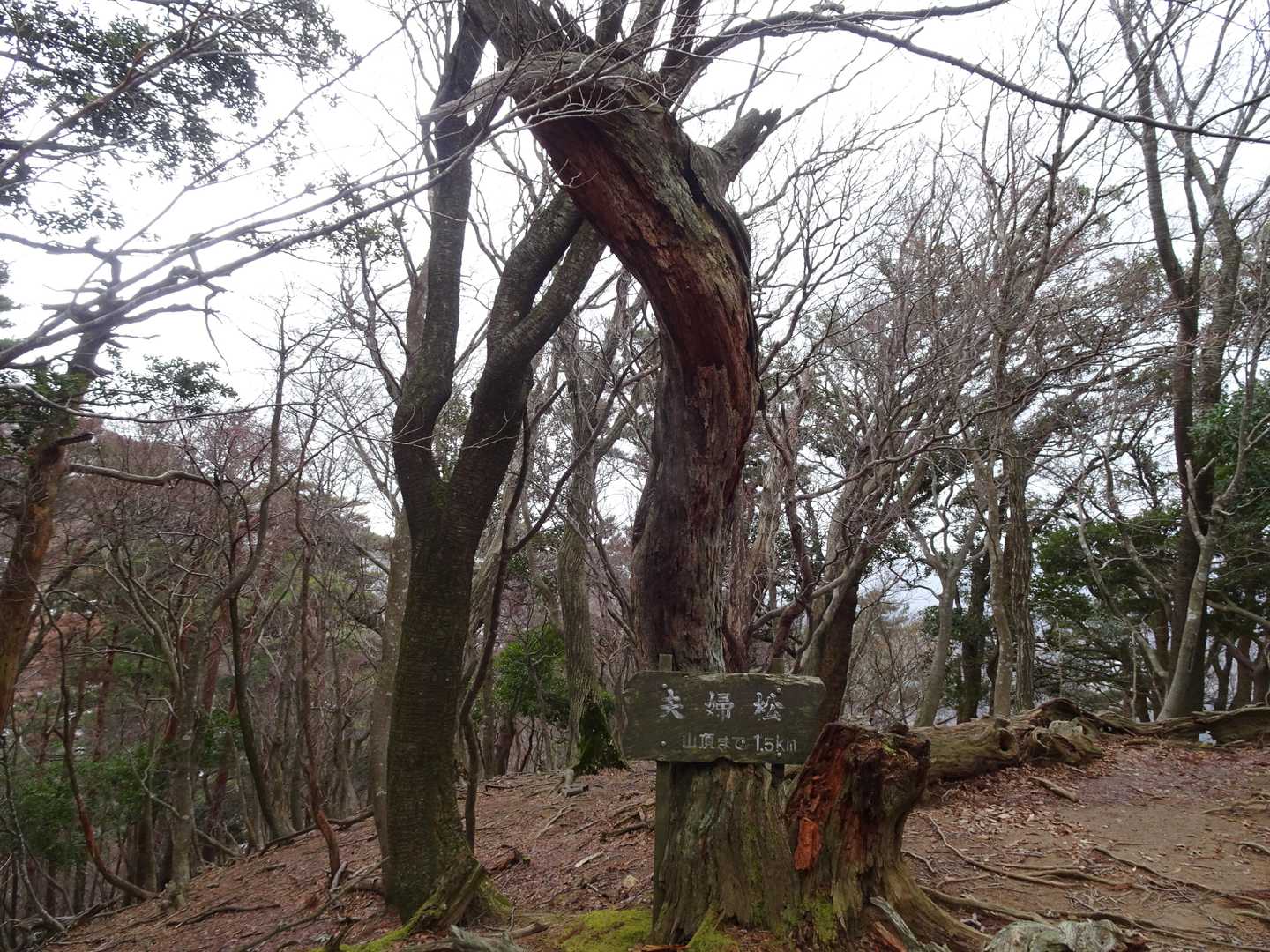登りには気付かなかった夫婦松
現状、夫婦とは言い難い姿😅