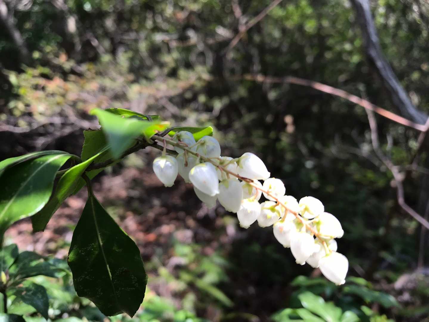 アセビが咲いてました💠
