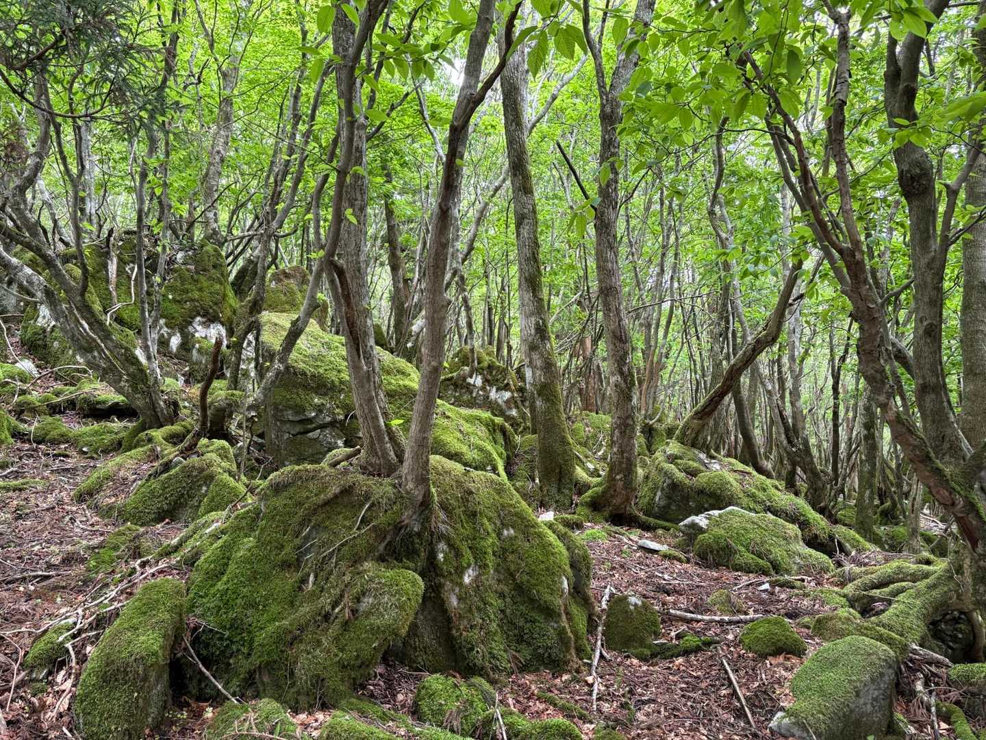 京丈山 往復コースの写真