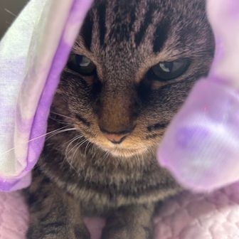 キヨキヨ