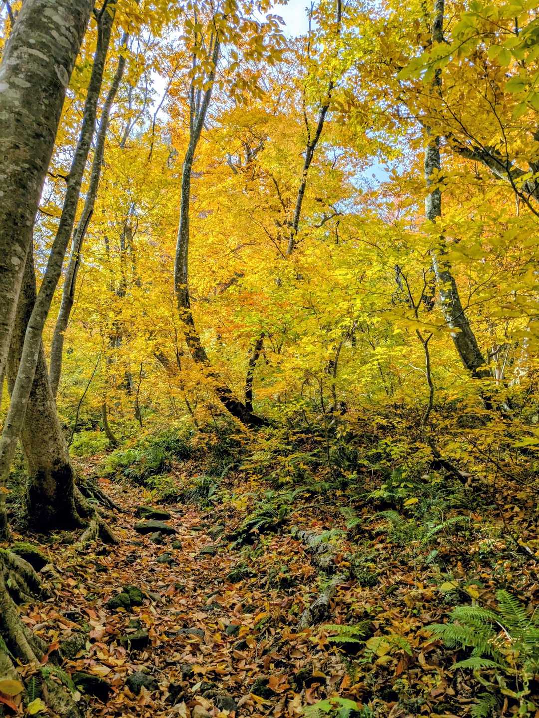 川床登山口-甲ヶ山-矢筈ヶ山-大休峠 周回コースの写真