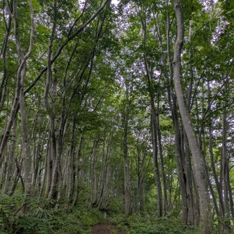 緑が綺麗
ブナの木は明るくていいね。