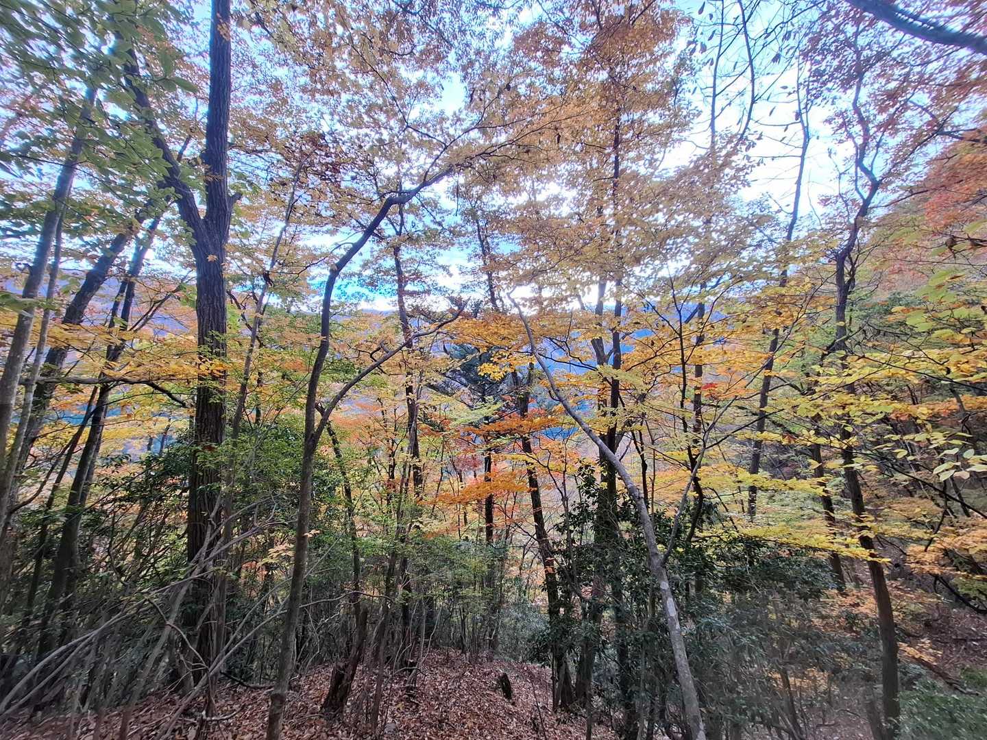 桧沢岳登山口-桧沢岳 周回コースの写真