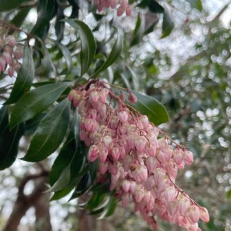 ピンクのアセビ。