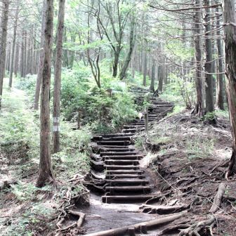これを登れば小仏城山！