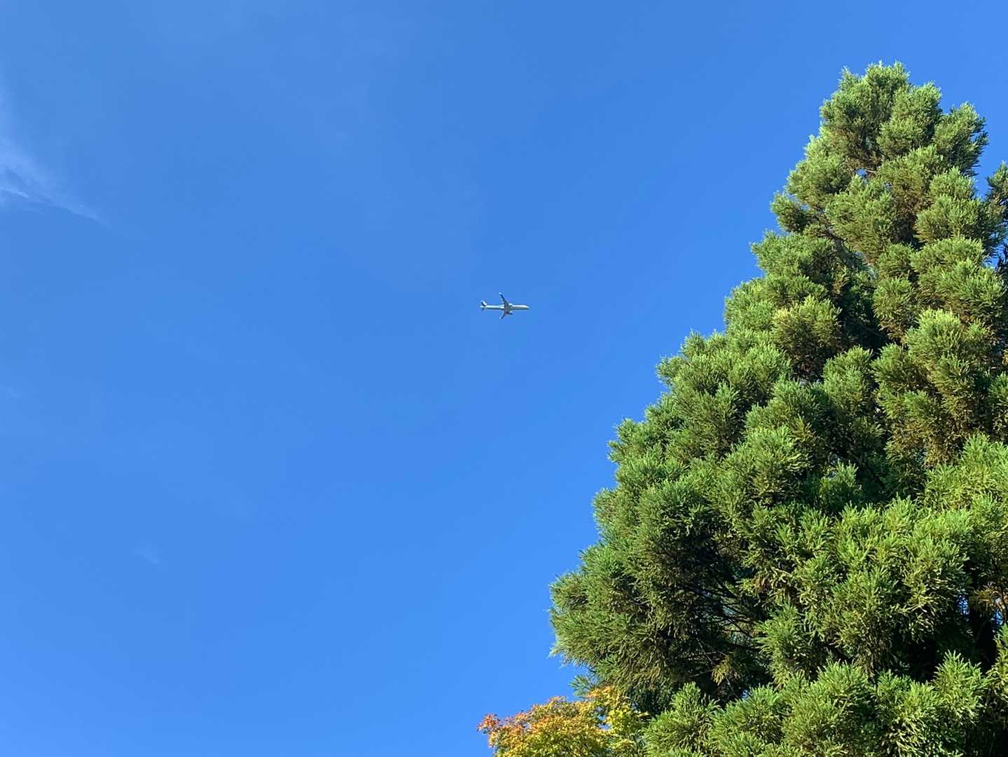 飛行機
