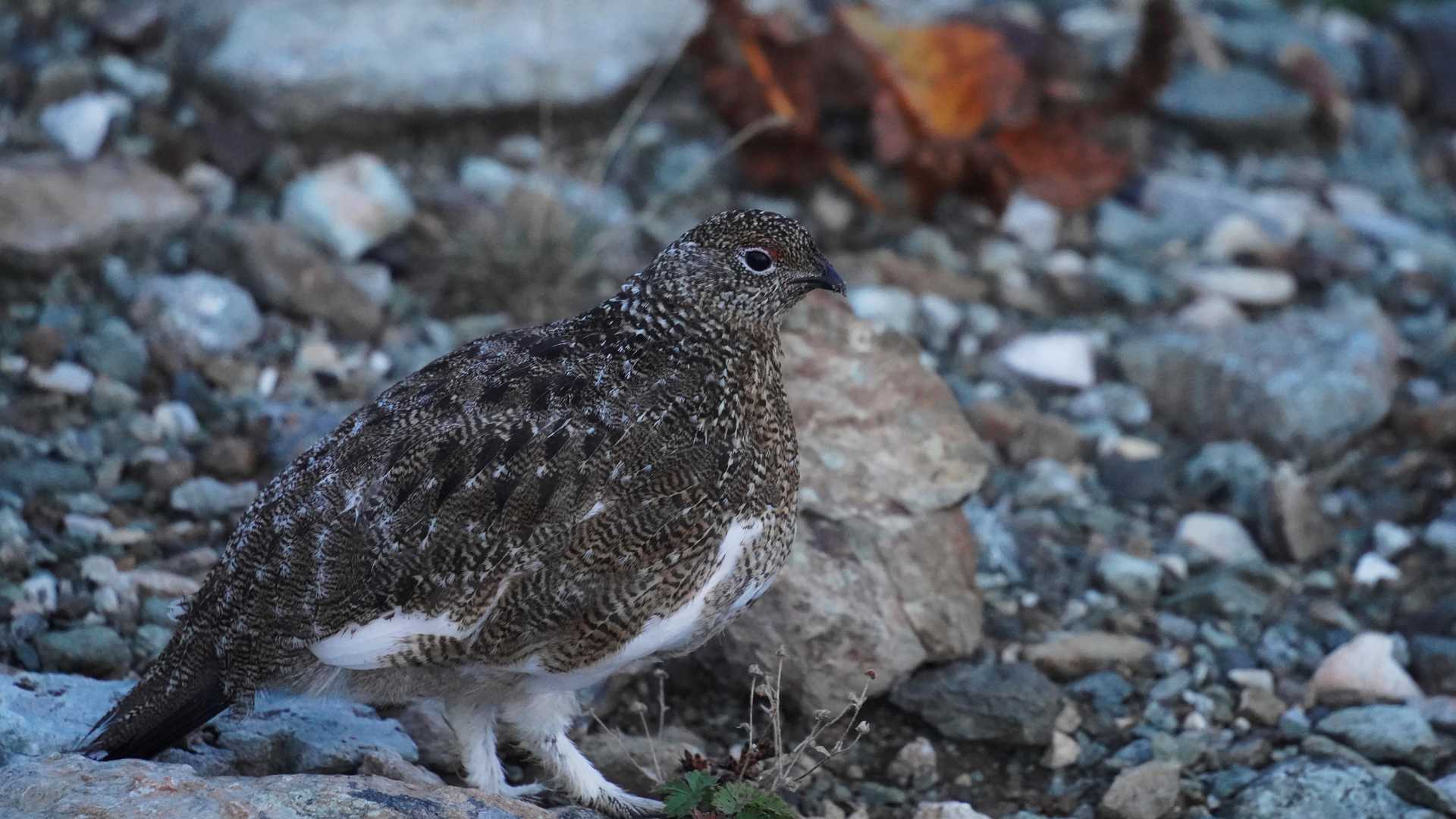 またもや雷鳥達に遭遇、5〜6匹の群れ
(大群だとみんな自由に動くから被写体ブレが凄い笑