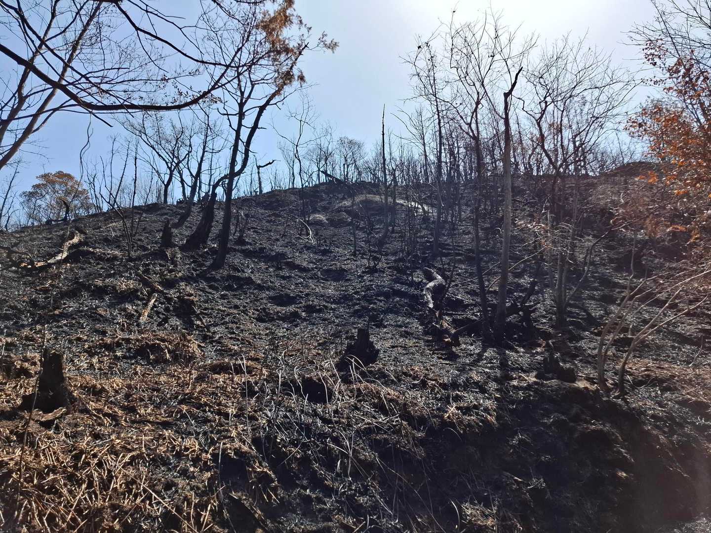 火事で斜面が完全に燃え尽きてます😭