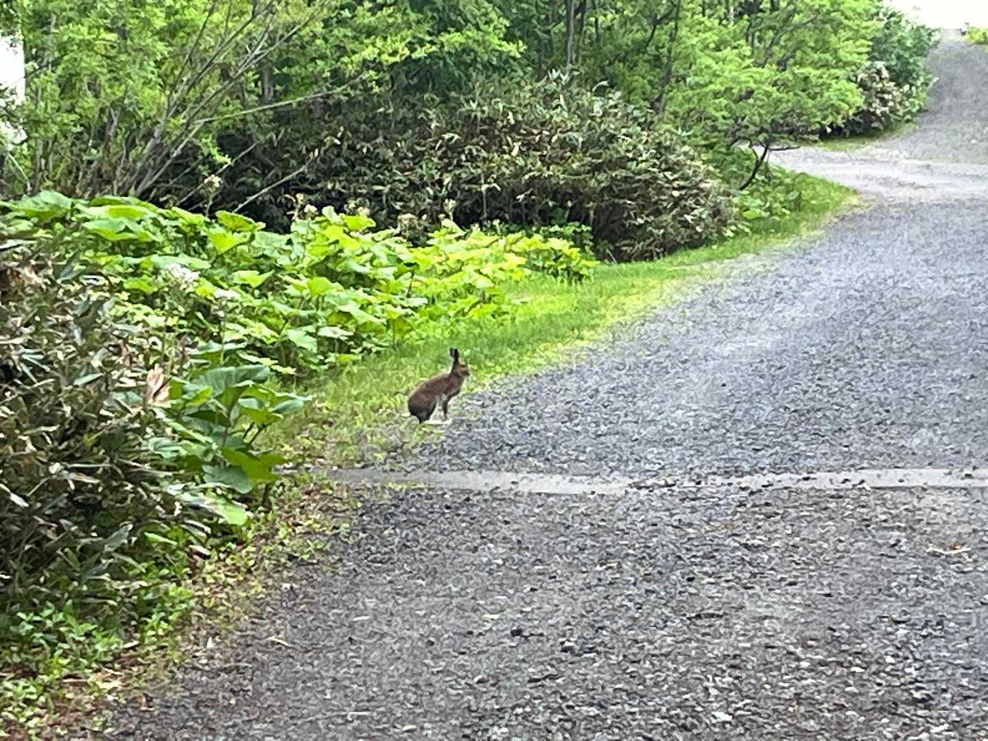 お！久しぶりのやっく🐇さん
だいぶ茶色くなったね