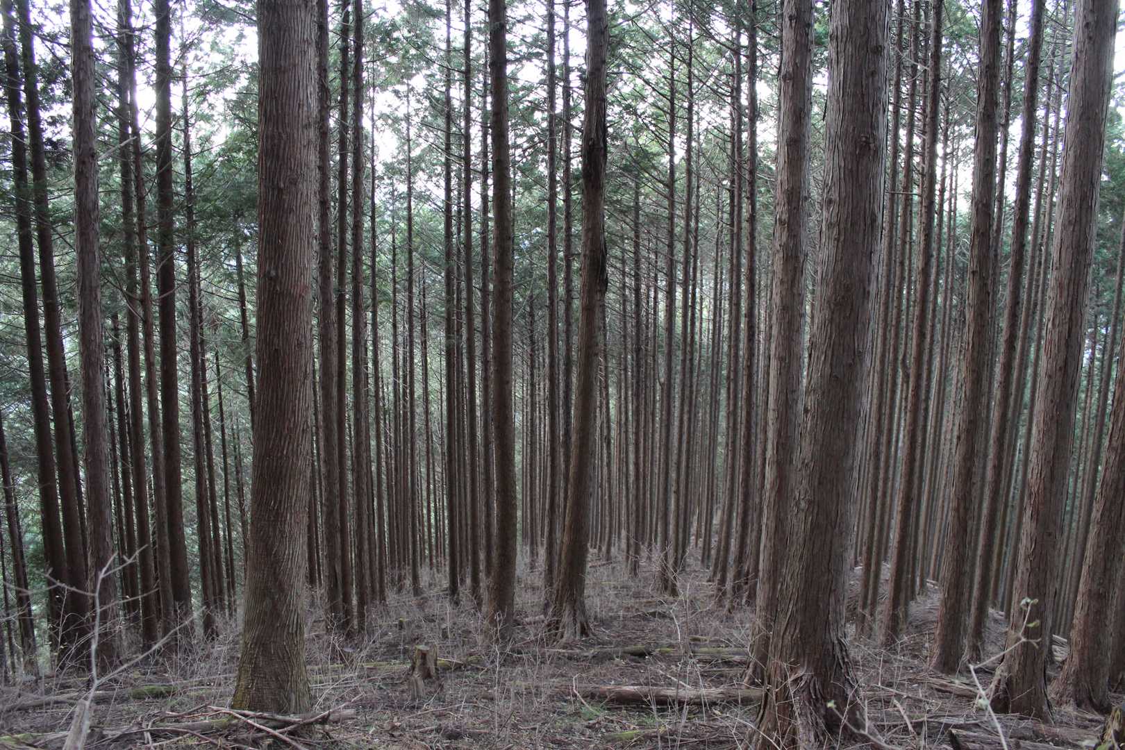 みーんなおんなじに見える！👀