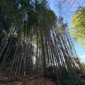 竹林を越えて御上神社へ戻ります