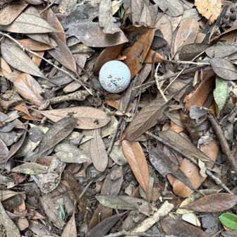 🍄‍🟫と思って近づいたら
ゴルフボール
笑笑
ゴルフ場⛳️近い