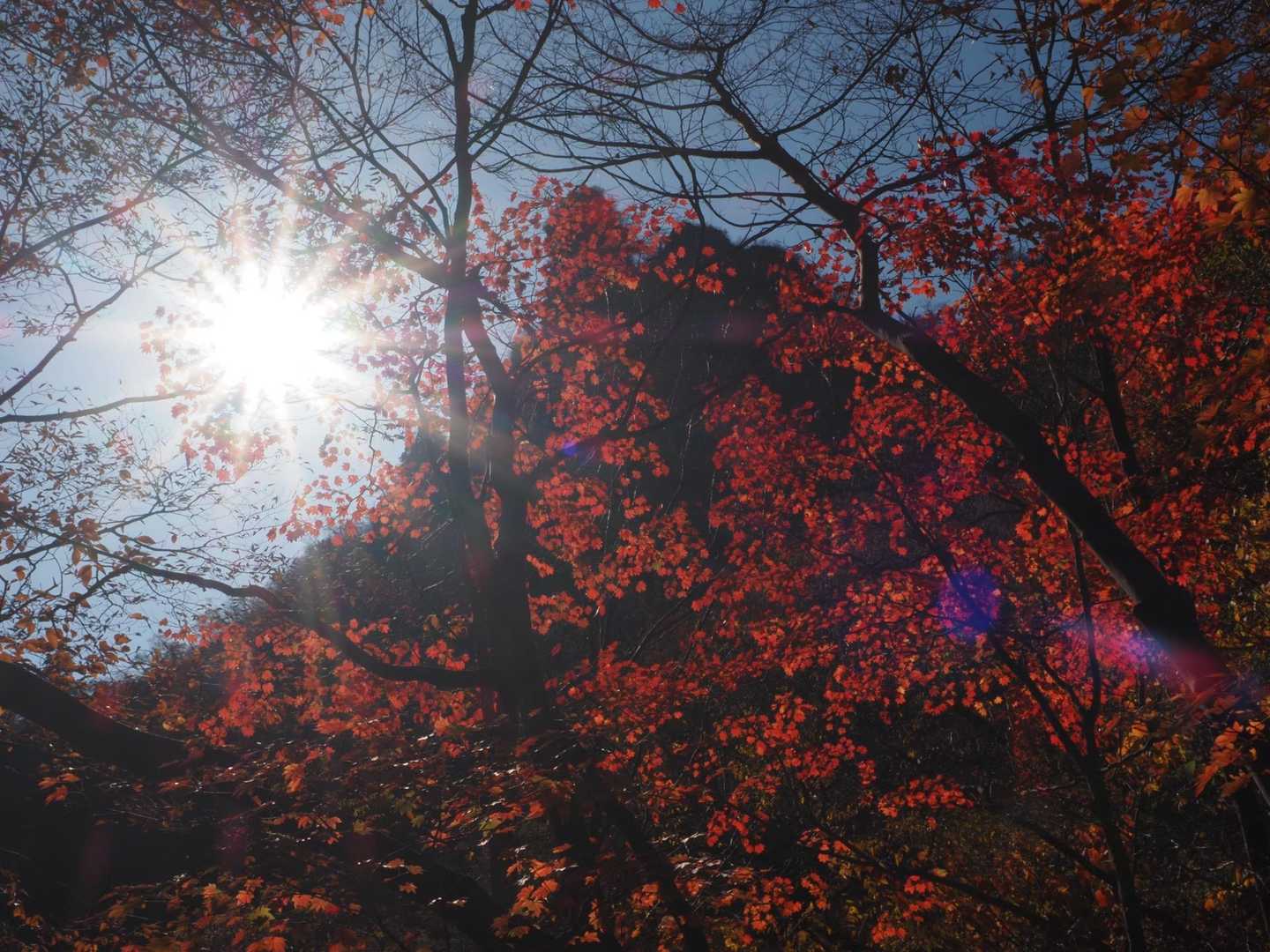 紅葉が良い♡