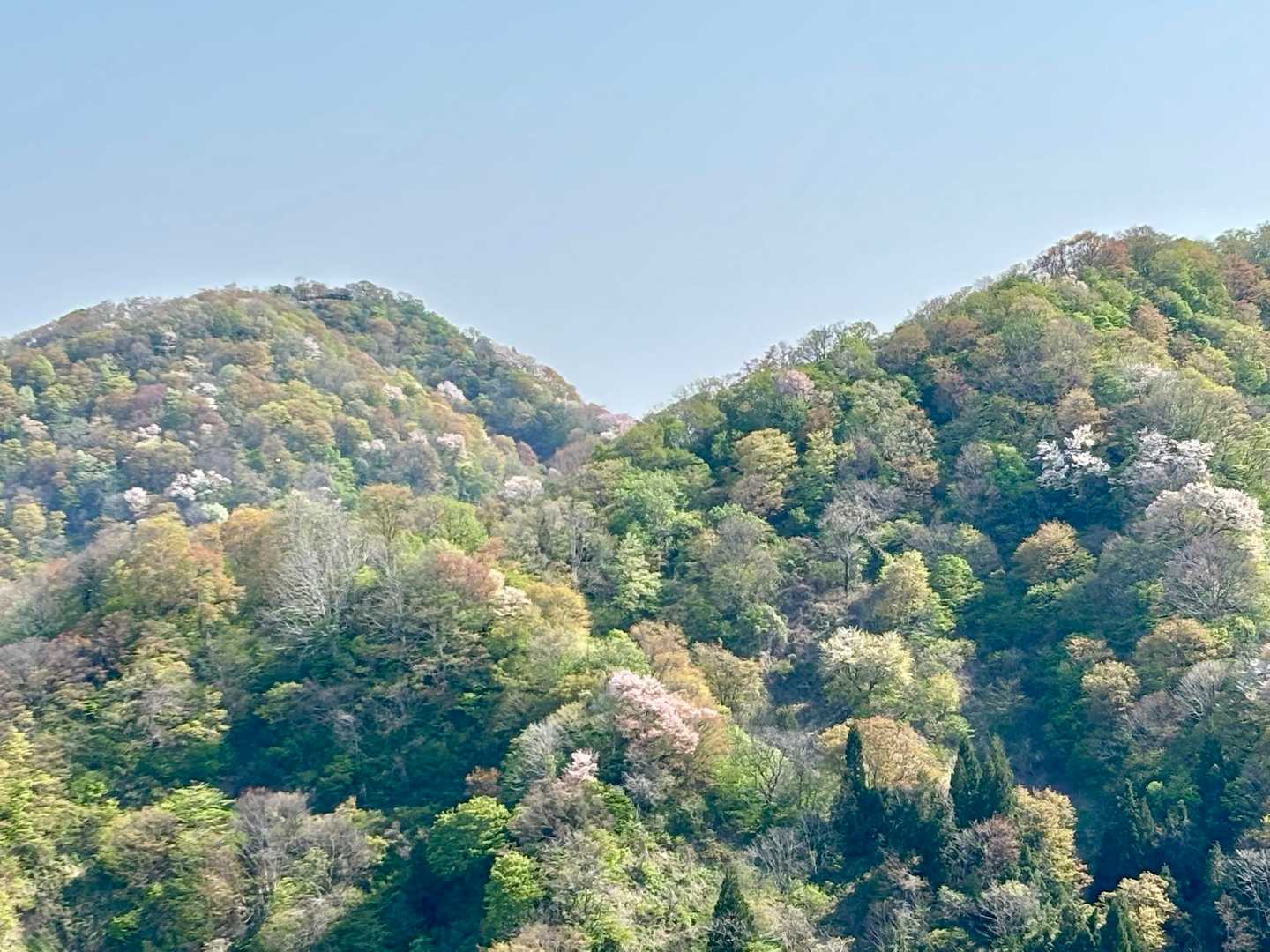 これから登る八石山（右）と南条八石山（左）すっかりと春山のたたずまい。
