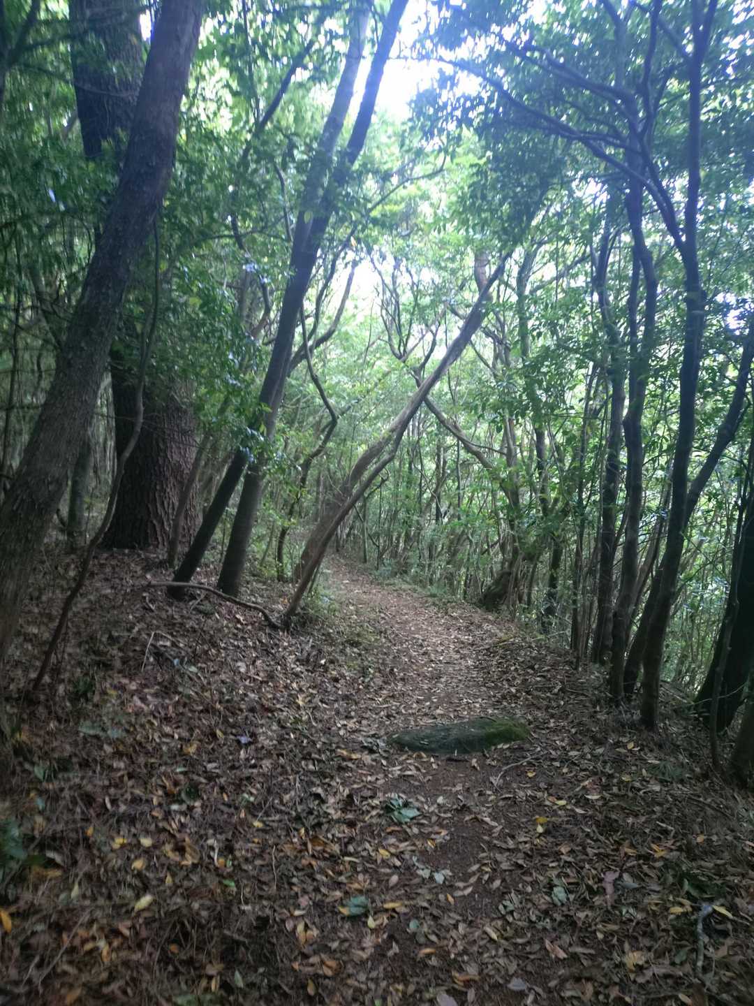 ここの登山道はけっこう好き😀