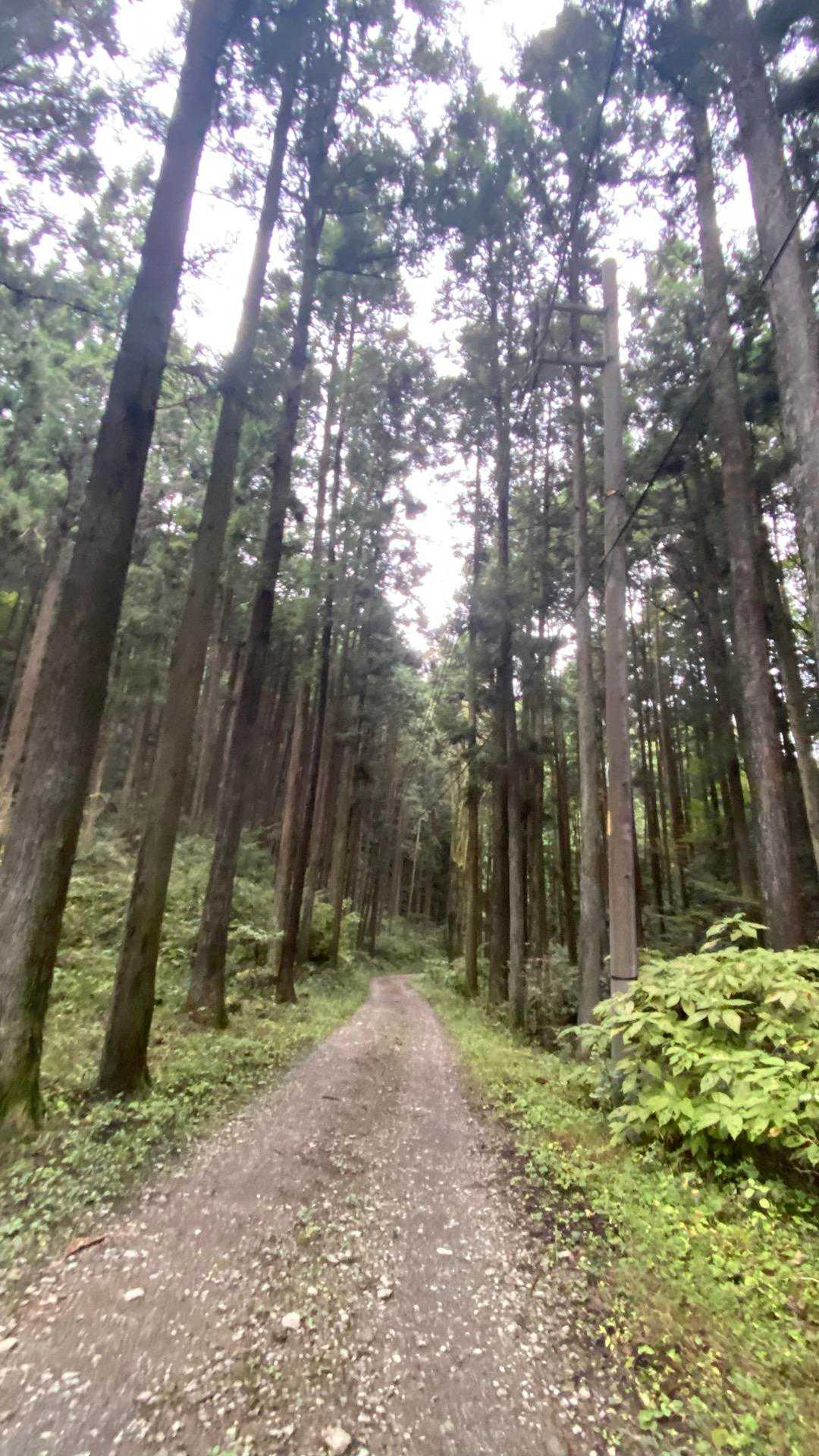 高尾山口駅-草戸山-榎窪山 周回コースの写真