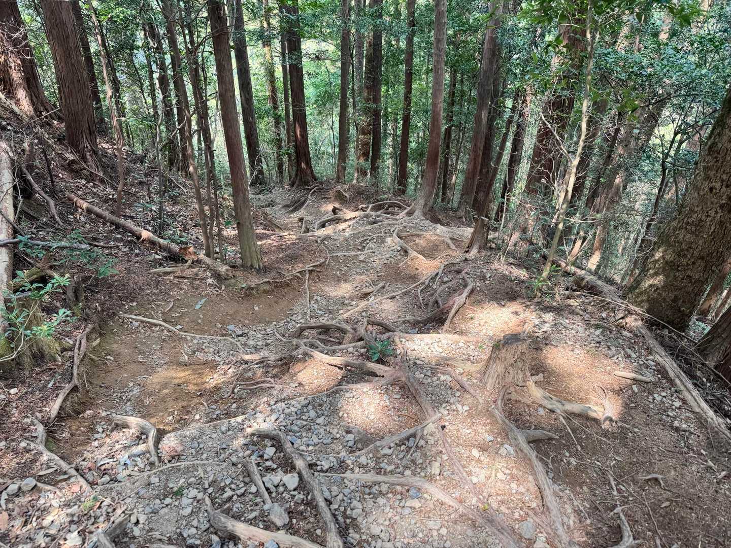 権次入峠-棒ノ嶺 往復コースの写真