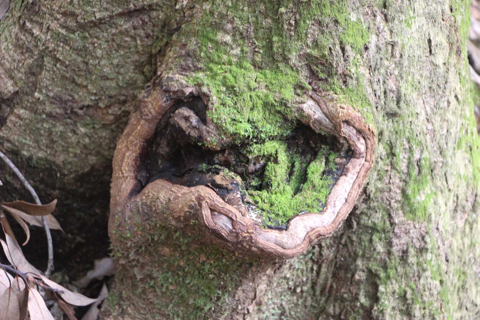 でか顔