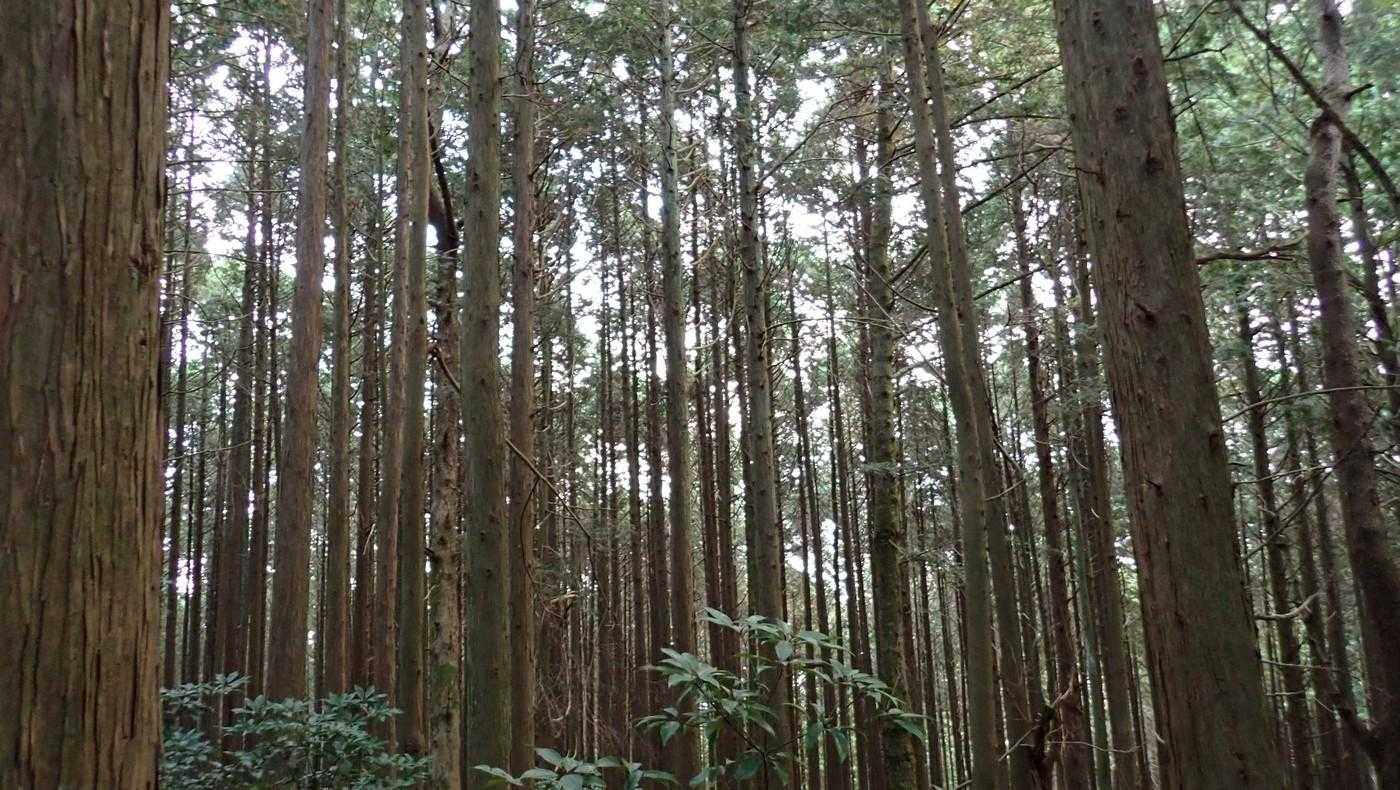 島にはオリーブやらミカンの植林がたくさん。
でもヒノキはここだけだった。