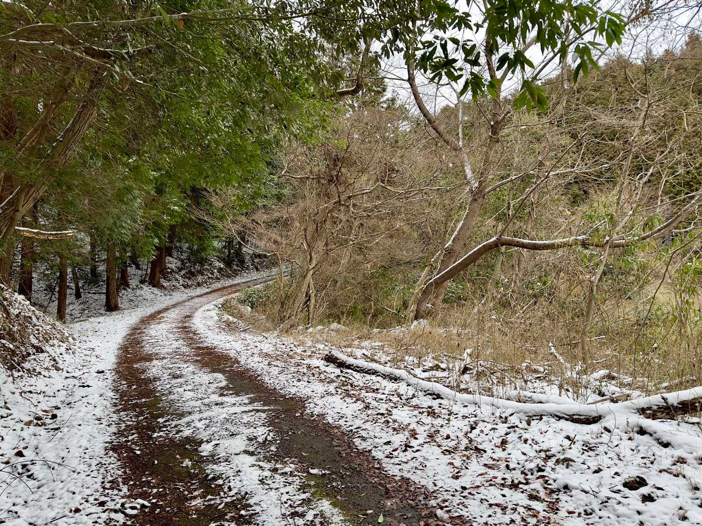 雪に轍の残る舗装路を行きます