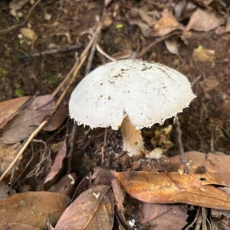 色白きのこ🍄🍄‍🟫