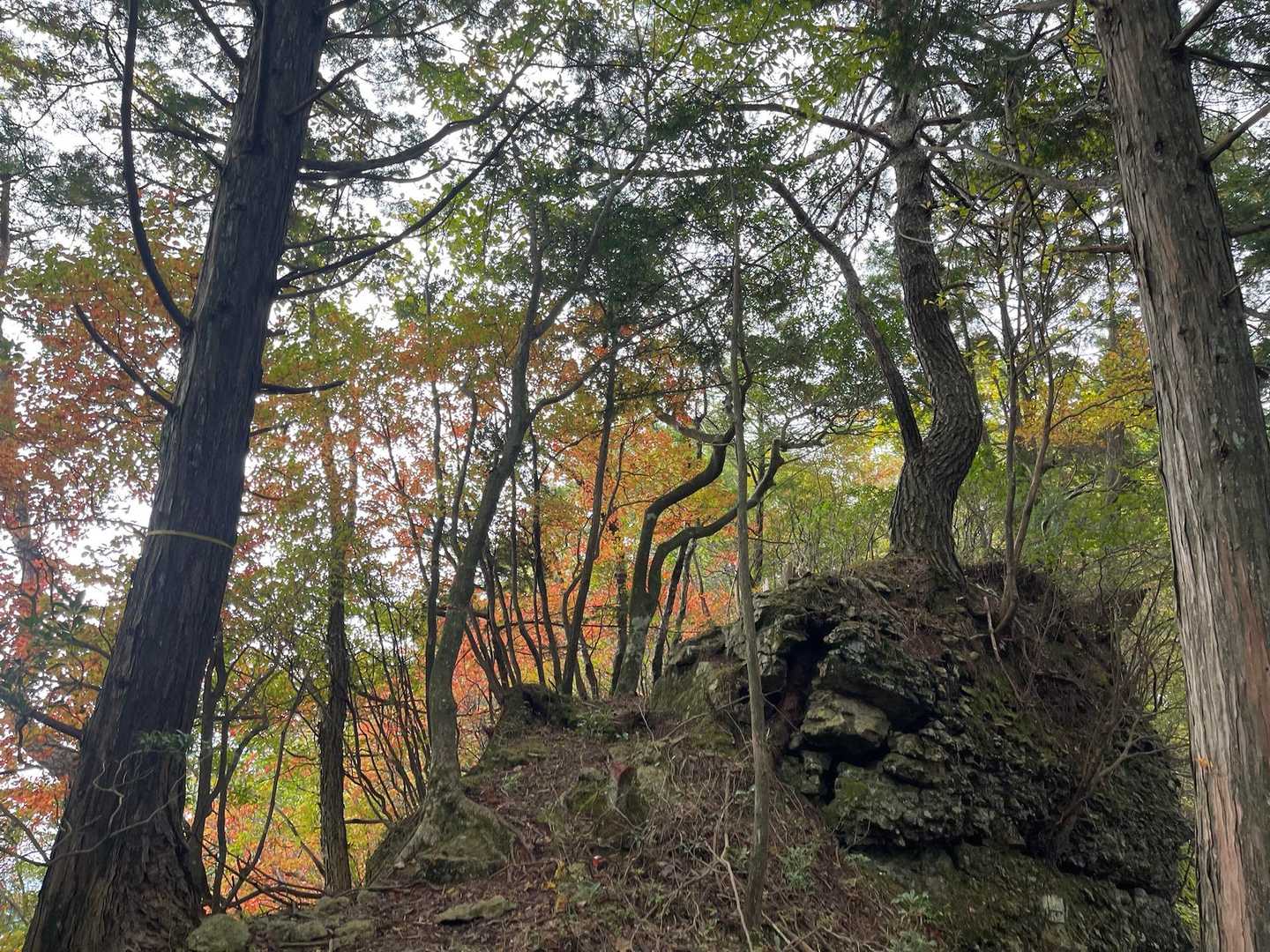 少し紅葉🍁
