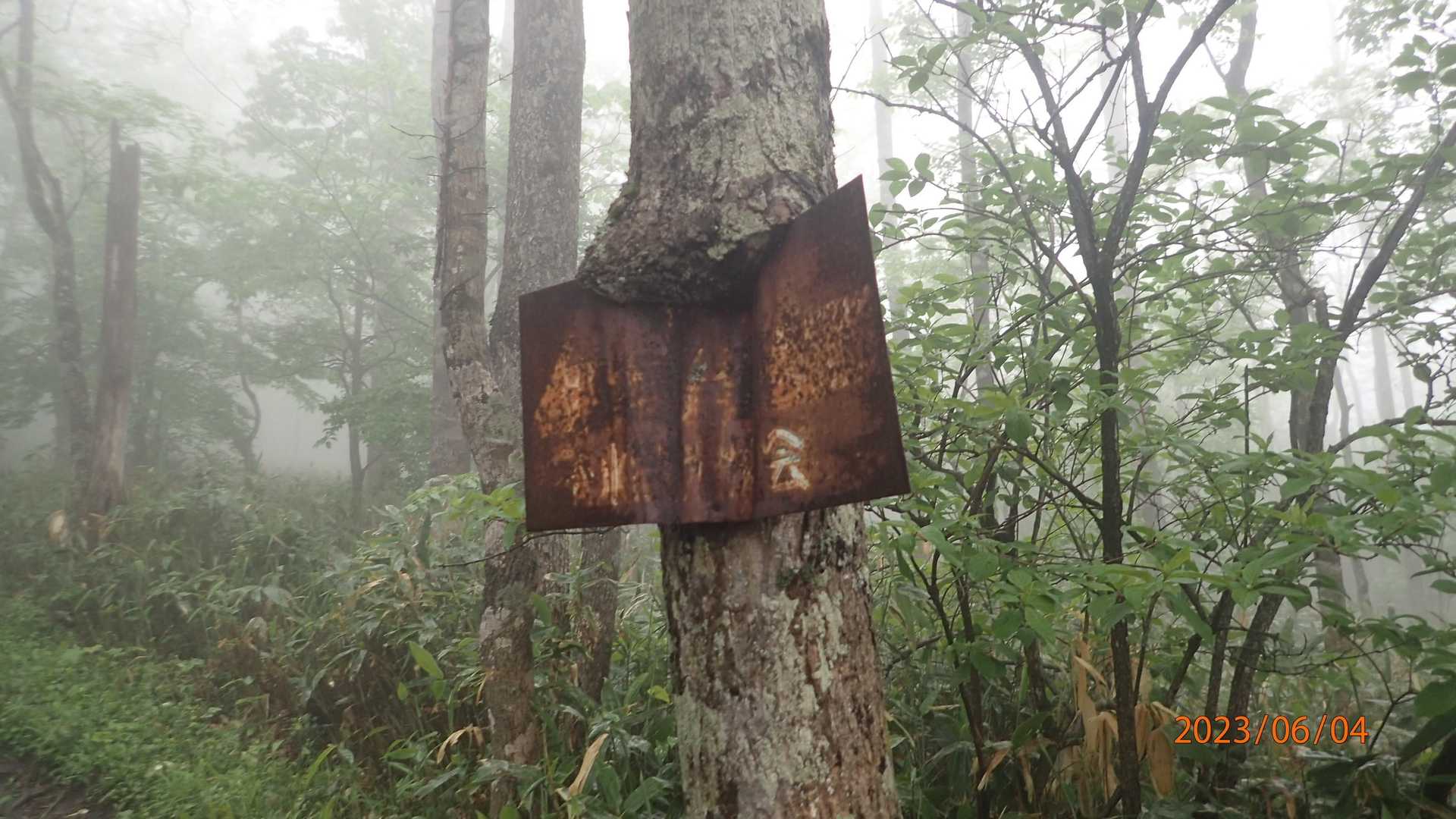 木が可哀想なのか？
看板が可哀想なのか？
とにかく剣山には「けなげさ」が充満しています。
虐げられている方は、ぜひ剣山へ。これからも仮面夫のように強く生きていけます。

