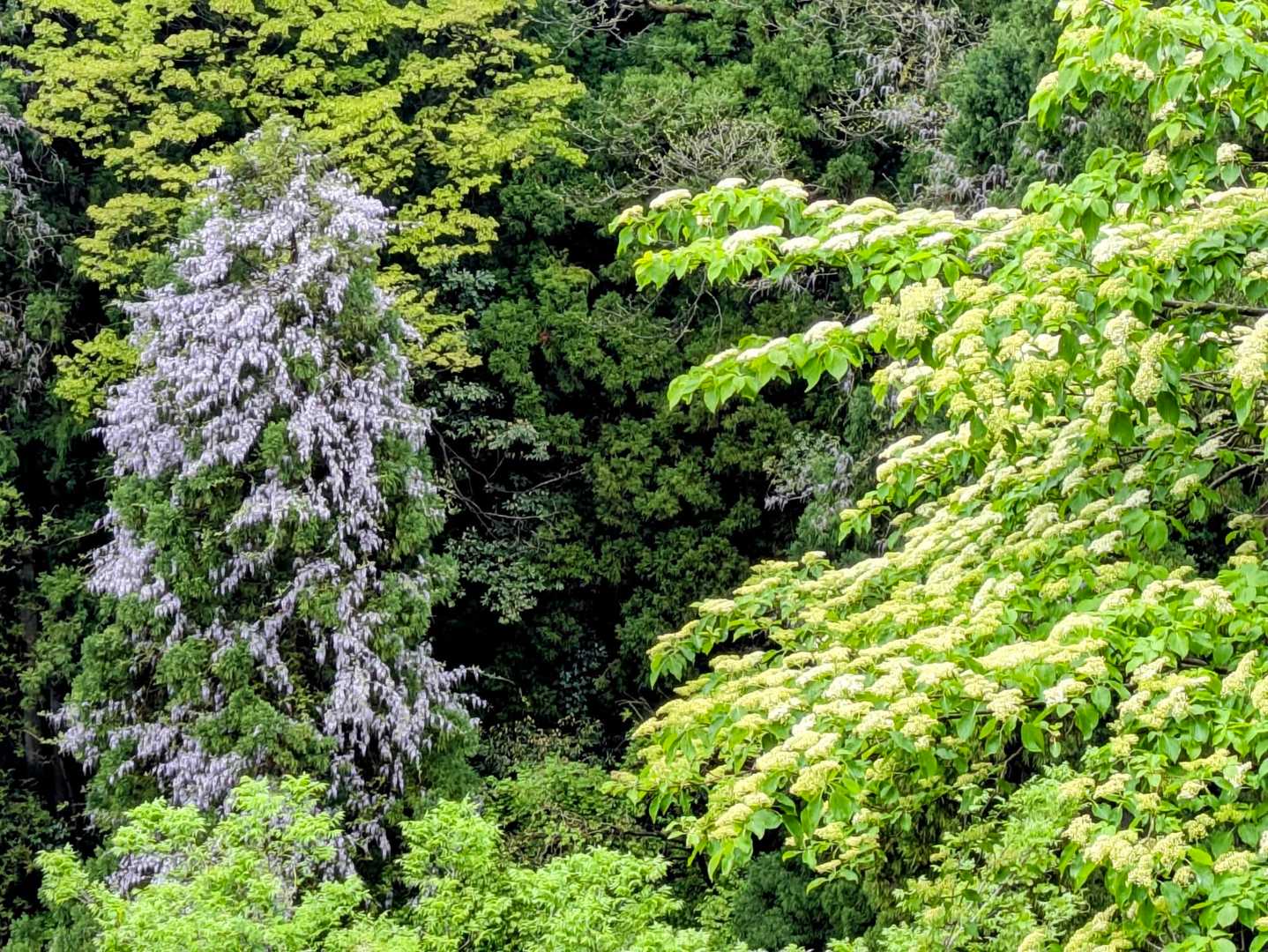 藤の花が見頃だったが…
写真撮るには遠い…🤣