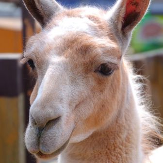 チーズインハンバーグ