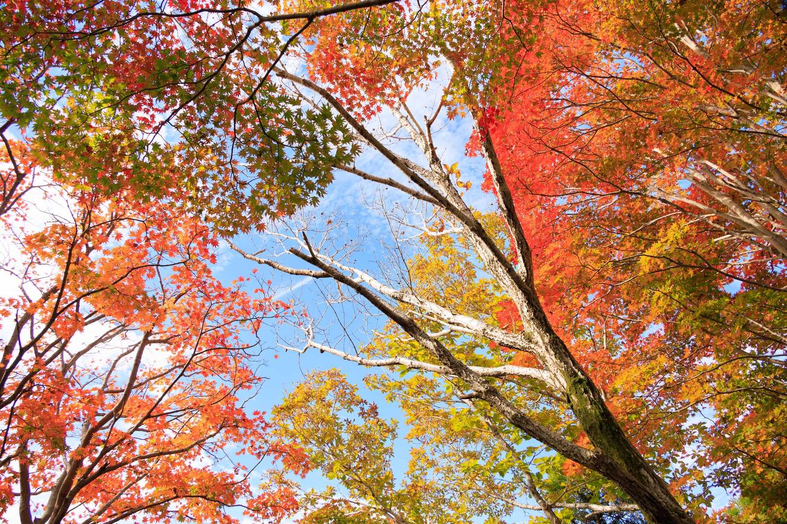 大戸尾根登山口-根子岳東峰 往復コースの写真