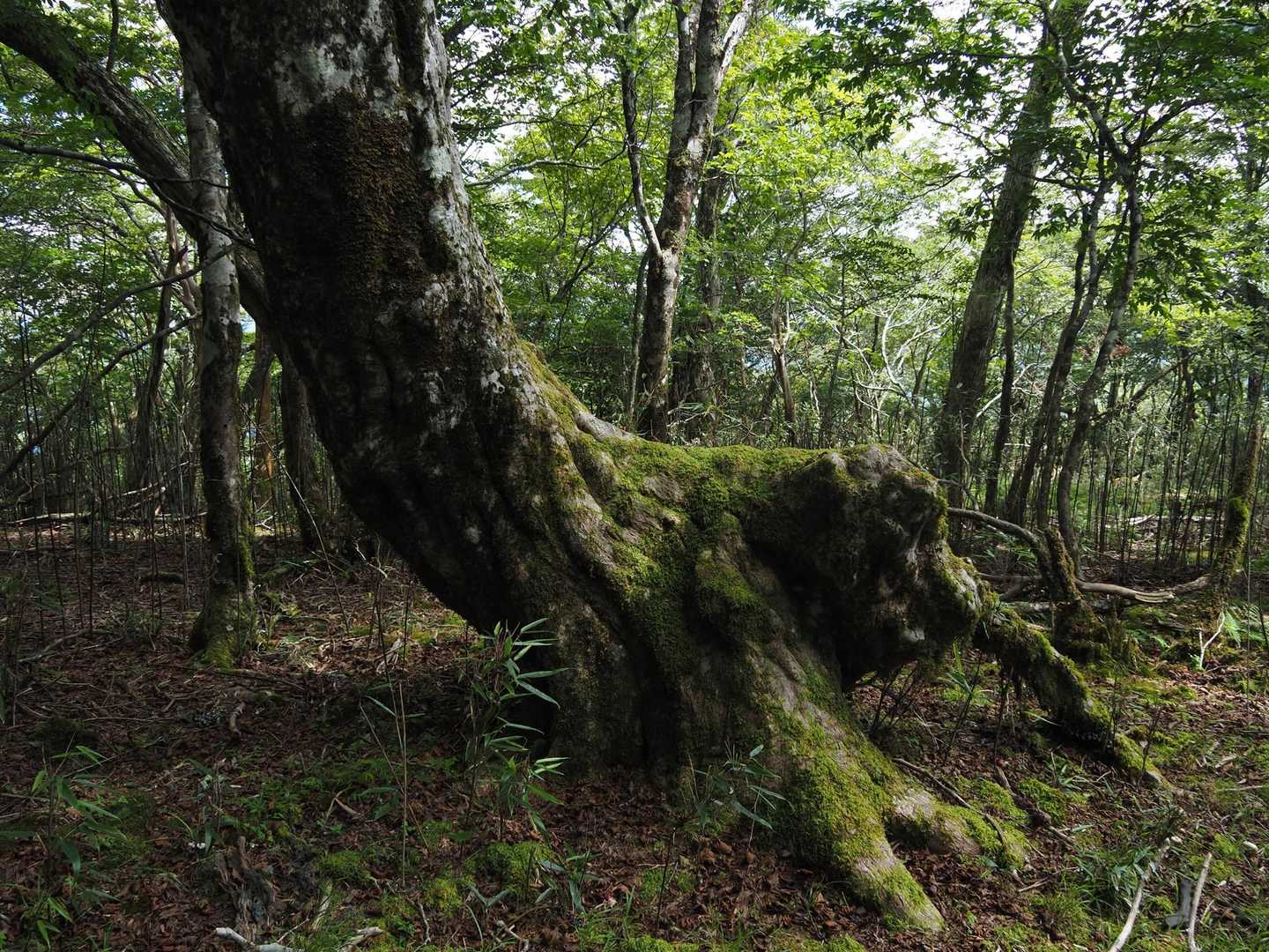 動き出しそうな木🌲