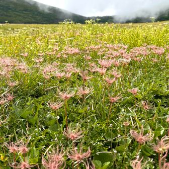 大池付近はお花畑✨