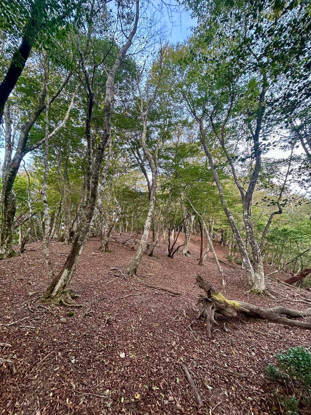 気持ちの良い尾根歩き