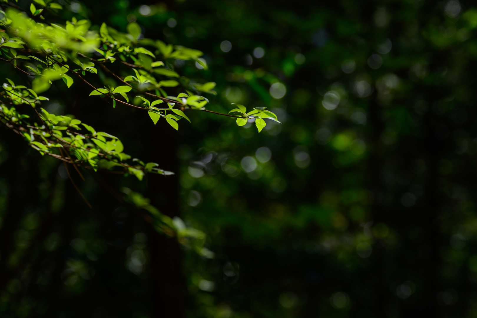 🌿