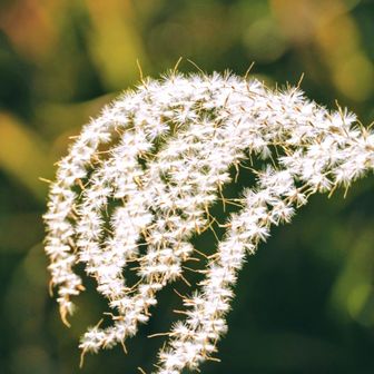 夕陽を浴びるススキ