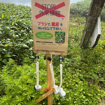外来植物🈲の為、ブラシで靴底を綺麗にします。