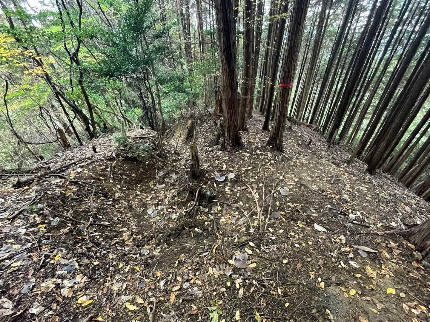 右にちゃんとした道がありました😅

このあとも急登が続き、歩き出しの頃のような楽々ハイキングコースの面影は全くなくなりました😭