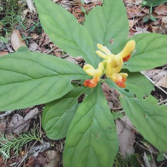 このお花の名前、なんだっけ？
教えてもらったのに忘れてしまった