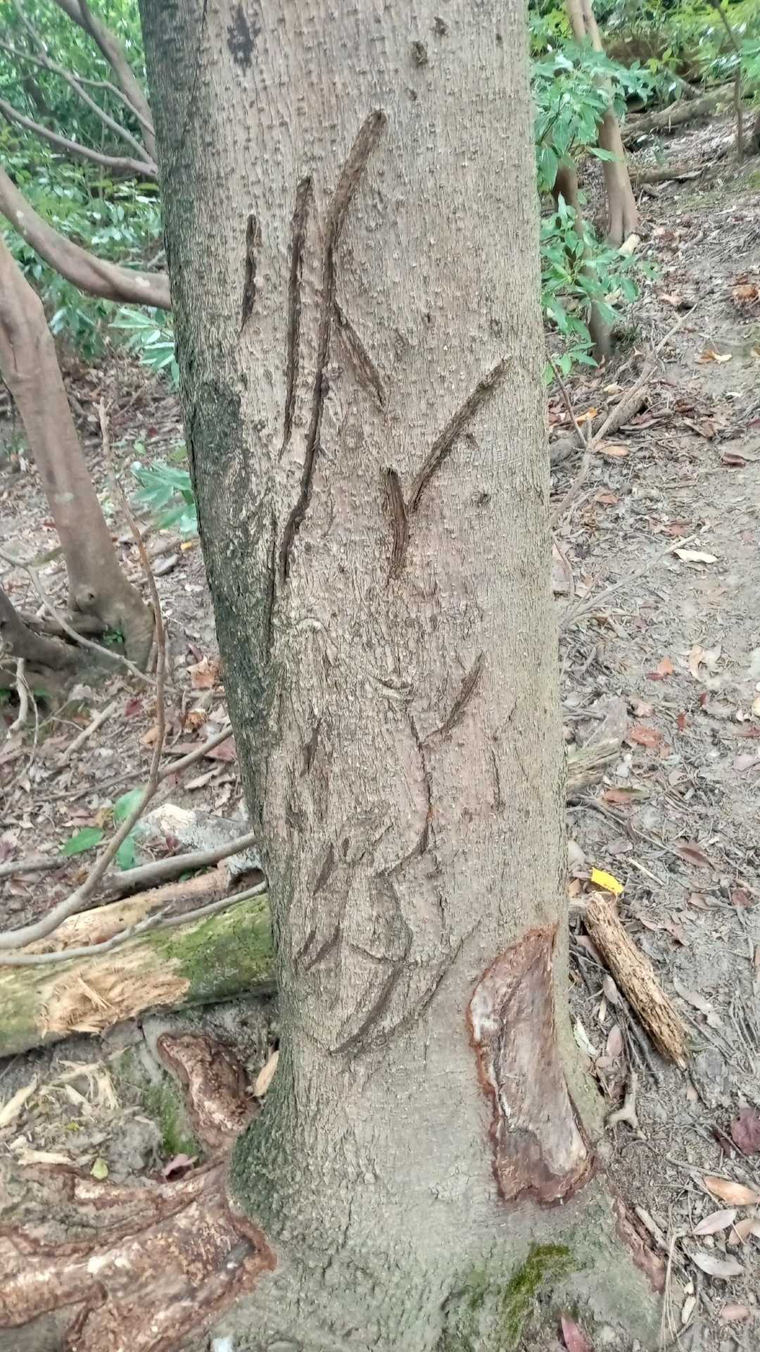 熊さんのいたずらかなぁ?
