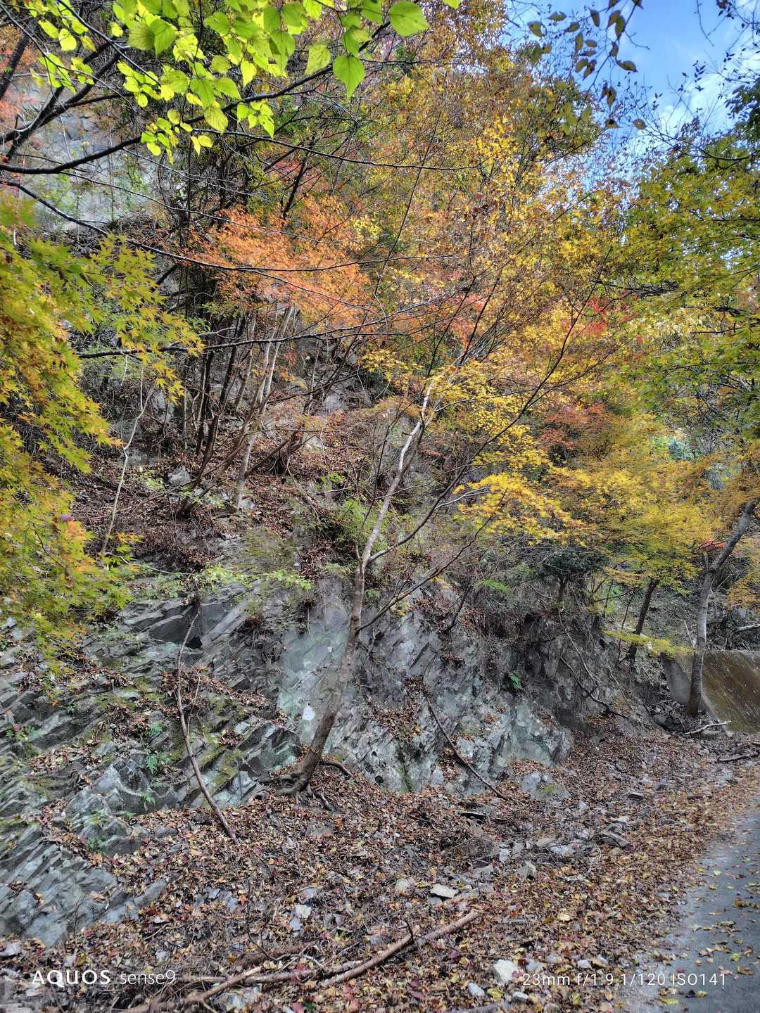 玉屋神社登山口-鬼杉-猫の丸尾 往復コースの写真
