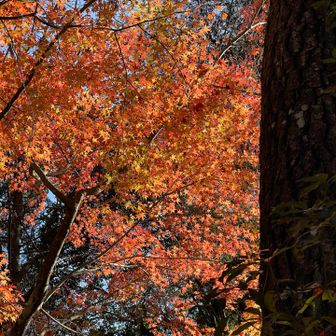 引き返す途中で脇道へ
ここも紅葉🍁もみじは楽しめた☺️