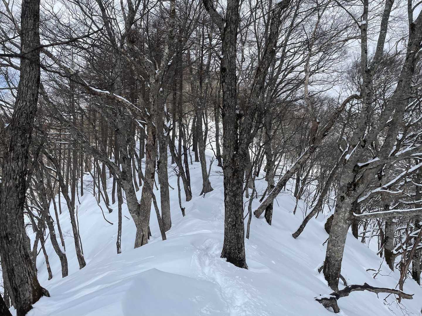 鷹ノ巣山 往復コースの写真