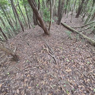 マークを見逃して林道終点から時計回りに稜線に出た。