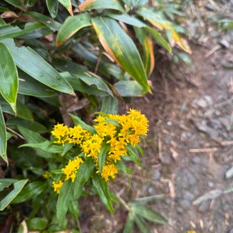 ミヤマアキノキリンソ🌼