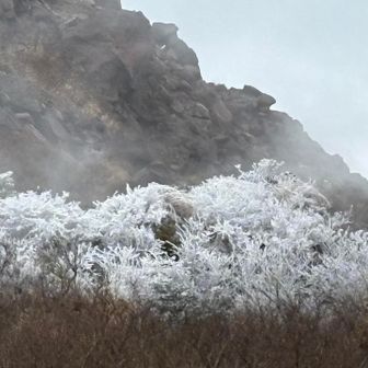 霧氷が確認出来ました。
