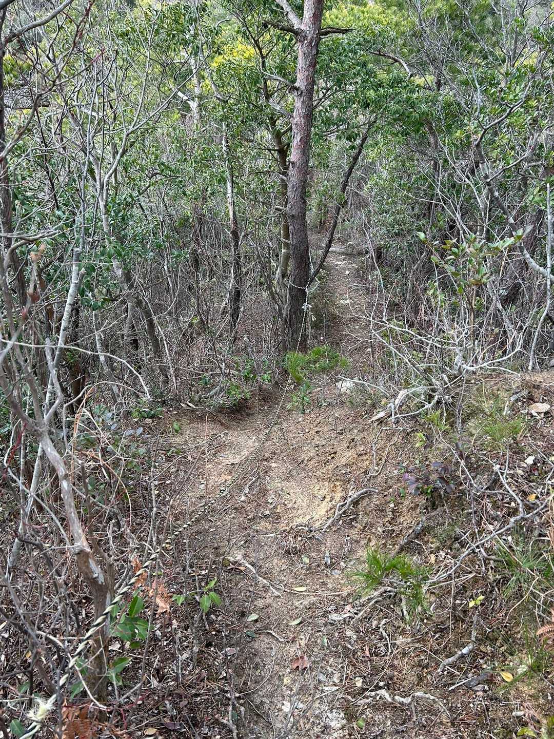 真山-鳥ノ子山-清谷峰 周回コースの写真