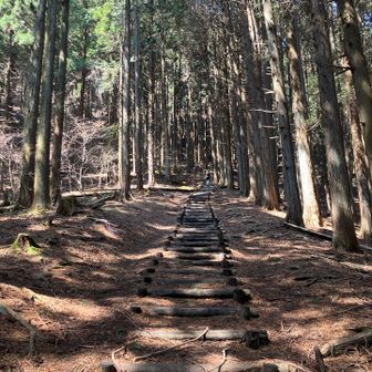 雰囲気のいい長い階段を登る🌲